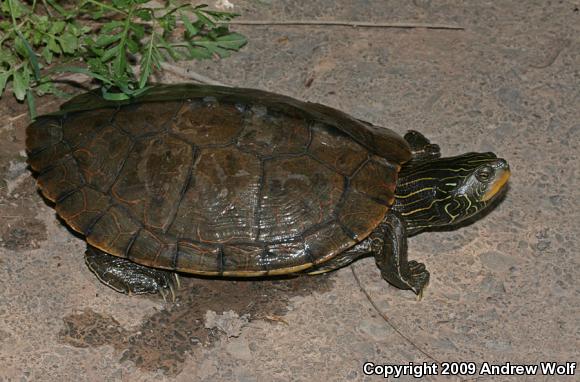 Northern Map Turtle (Graptemys geographica)