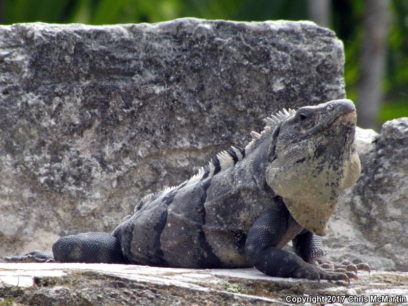 Gray's Spiny-tailed Iguana (Ctenosaura similis)