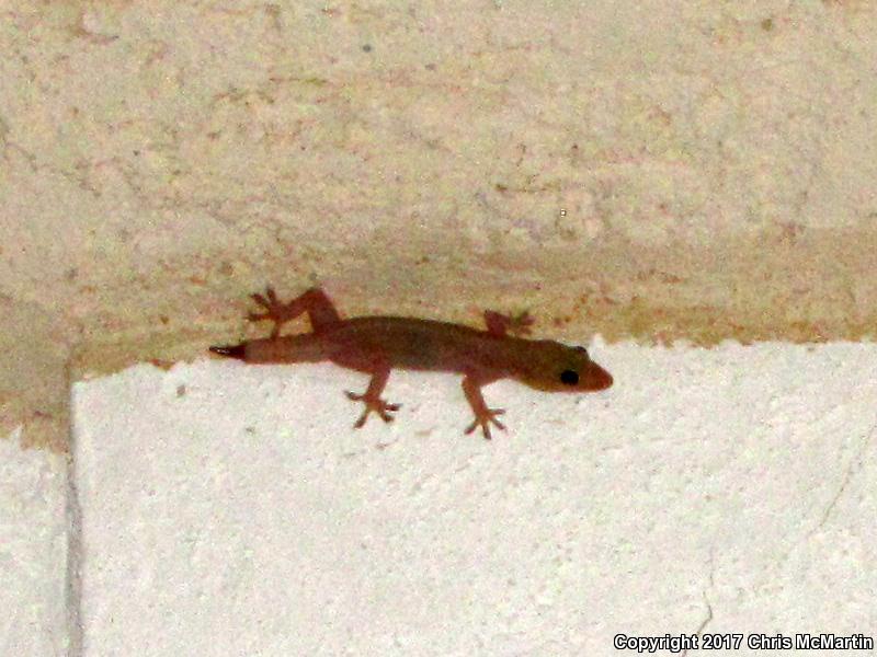 Common House Gecko (Hemidactylus frenatus)