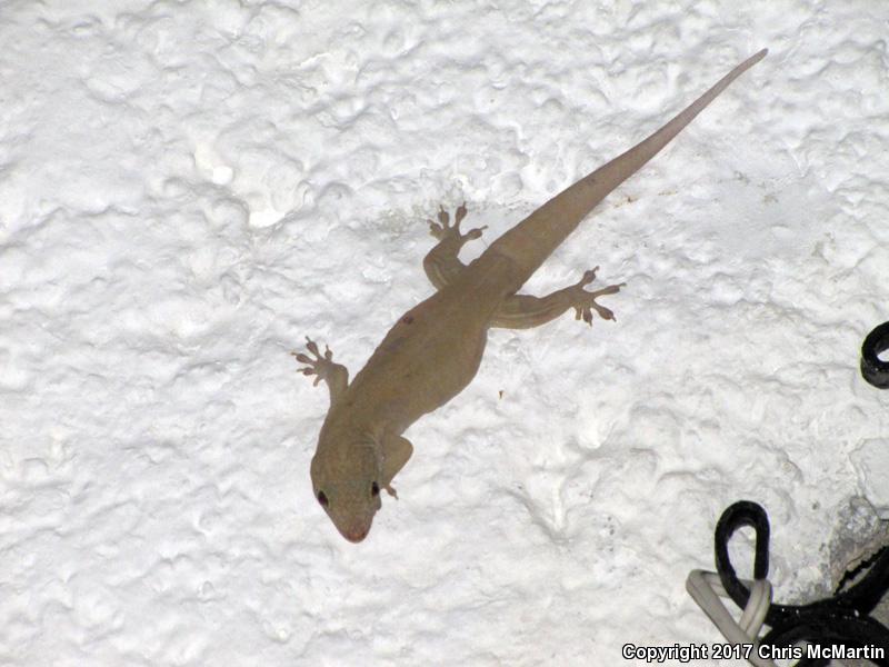 Mutilating Gecko (Gehyra mutilata)