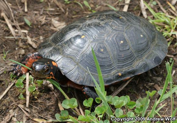 Spotted Turtle (Clemmys guttata)