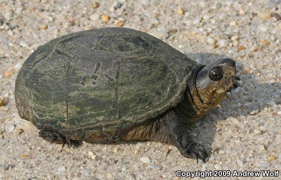 Eastern Mud Turtle (Kinosternon subrubrum subrubrum)