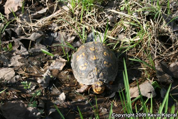 Eastern Box Turtle (Terrapene carolina)