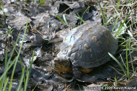 Eastern Box Turtle (Terrapene carolina)