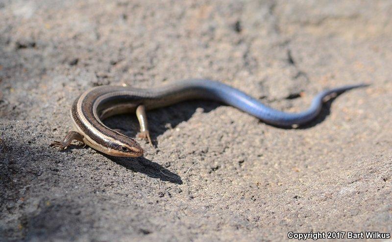 Greater Brown Skink (Plestiodon gilberti gilberti)