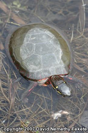 Midland Painted Turtle (Chrysemys picta marginata)