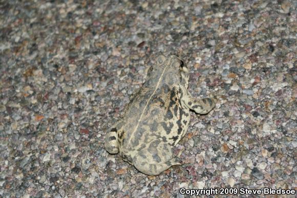 Southern California Toad (Anaxyrus boreas halophilus)