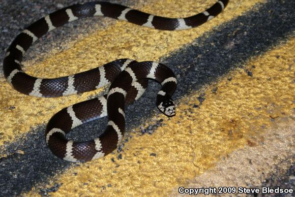 California Kingsnake (Lampropeltis getula californiae)