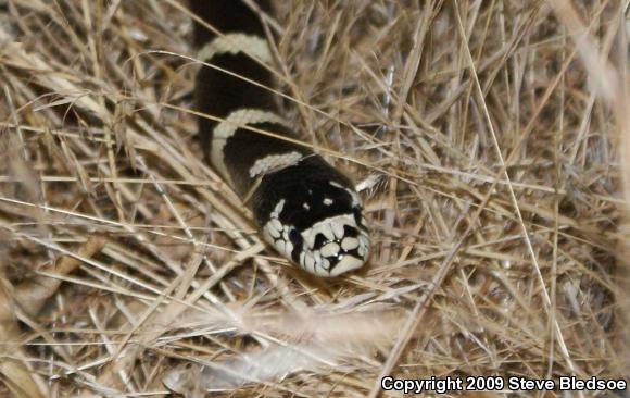 California Kingsnake (Lampropeltis getula californiae)