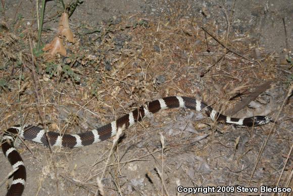 California Kingsnake (Lampropeltis getula californiae)