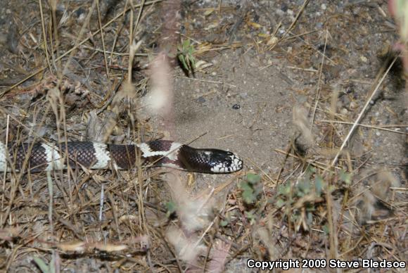 California Kingsnake (Lampropeltis getula californiae)