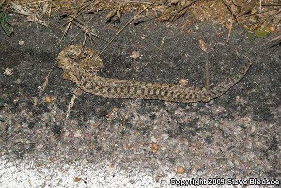 San Diego Gopher Snake (Pituophis catenifer annectens)