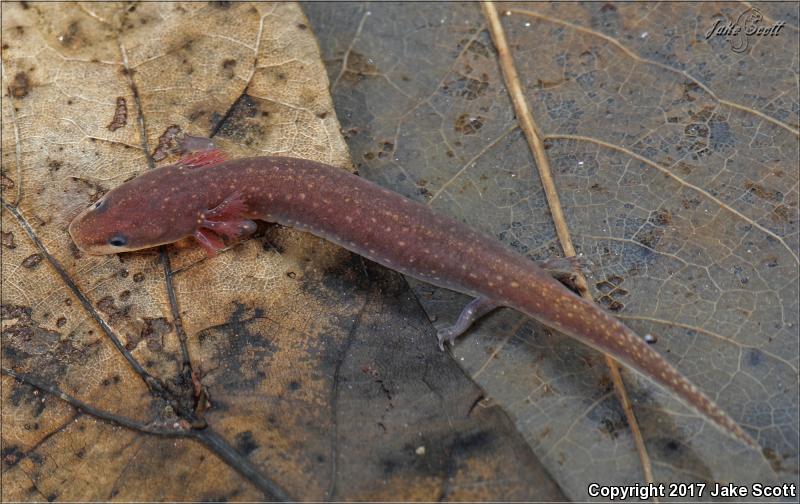 Dwarf Waterdog (Necturus punctatus)