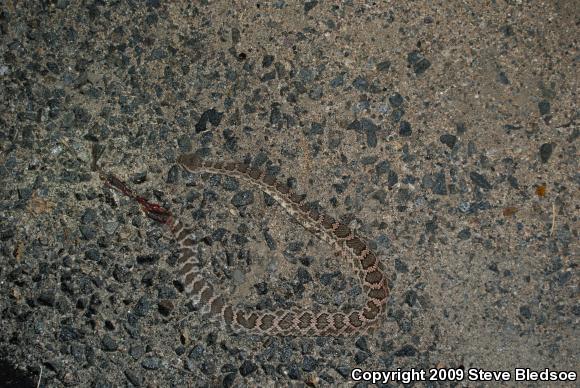 Southern Pacific Rattlesnake (Crotalus oreganus helleri)