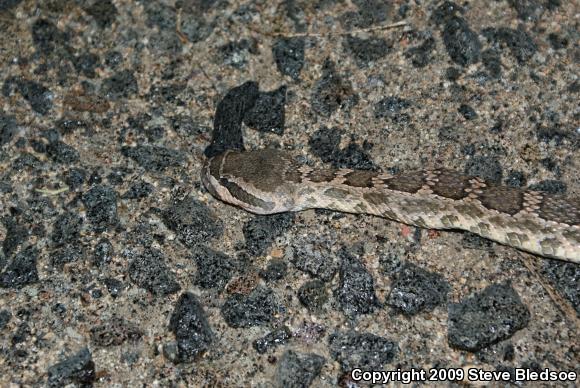 Southern Pacific Rattlesnake (Crotalus oreganus helleri)