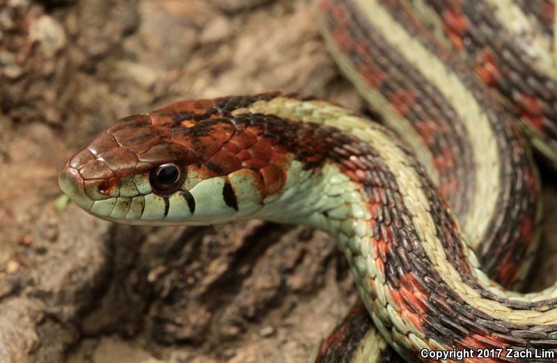 California Red-sided Gartersnake (Thamnophis sirtalis infernalis)