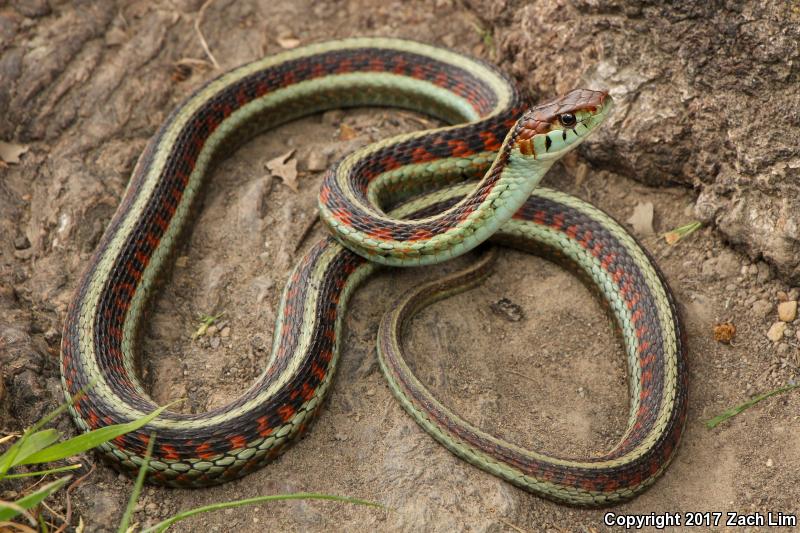 California Red-sided Gartersnake (Thamnophis sirtalis infernalis)