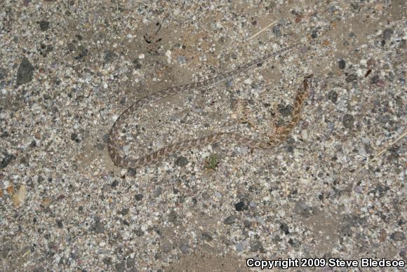 Desert Glossy Snake (Arizona elegans eburnata)