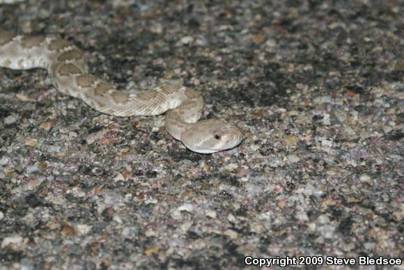 Red Diamond Rattlesnake (Crotalus ruber ruber)