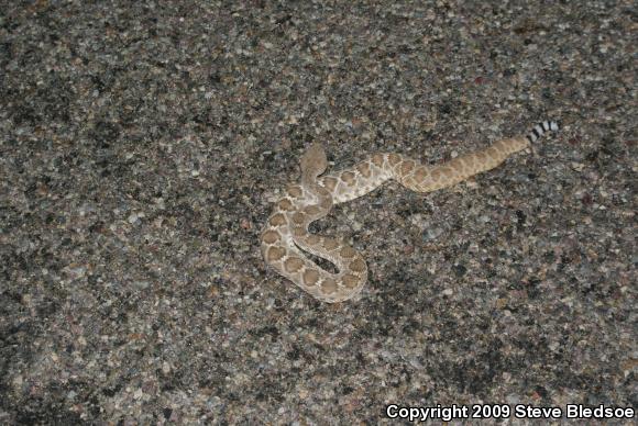 Red Diamond Rattlesnake (Crotalus ruber ruber)