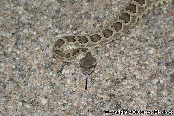 Southern Pacific Rattlesnake (Crotalus oreganus helleri)