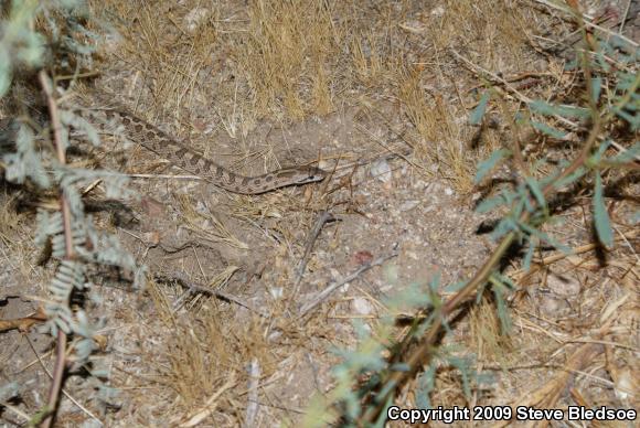 Desert Glossy Snake (Arizona elegans eburnata)