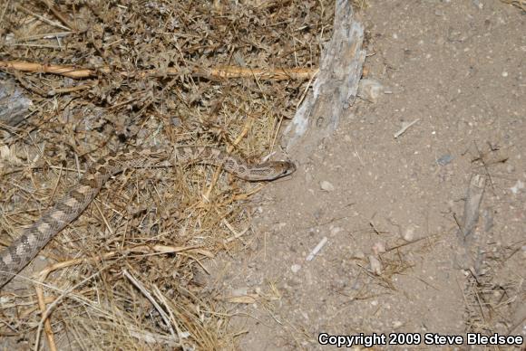 Desert Glossy Snake (Arizona elegans eburnata)