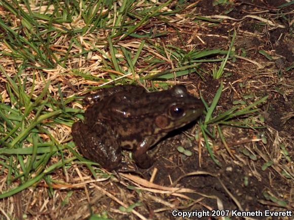 Northern Green Frog (Lithobates clamitans melanota)