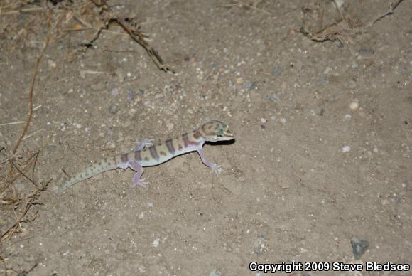 Desert Banded Gecko (Coleonyx variegatus variegatus)