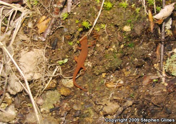 Red-Spotted Newt (Notophthalmus viridescens viridescens)