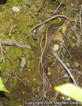 Eastern Gartersnake (Thamnophis sirtalis sirtalis)