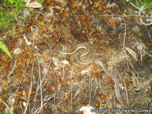 Eastern Gartersnake (Thamnophis sirtalis sirtalis)