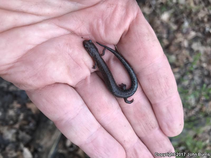 Northern Zigzag Salamander (Plethodon dorsalis)