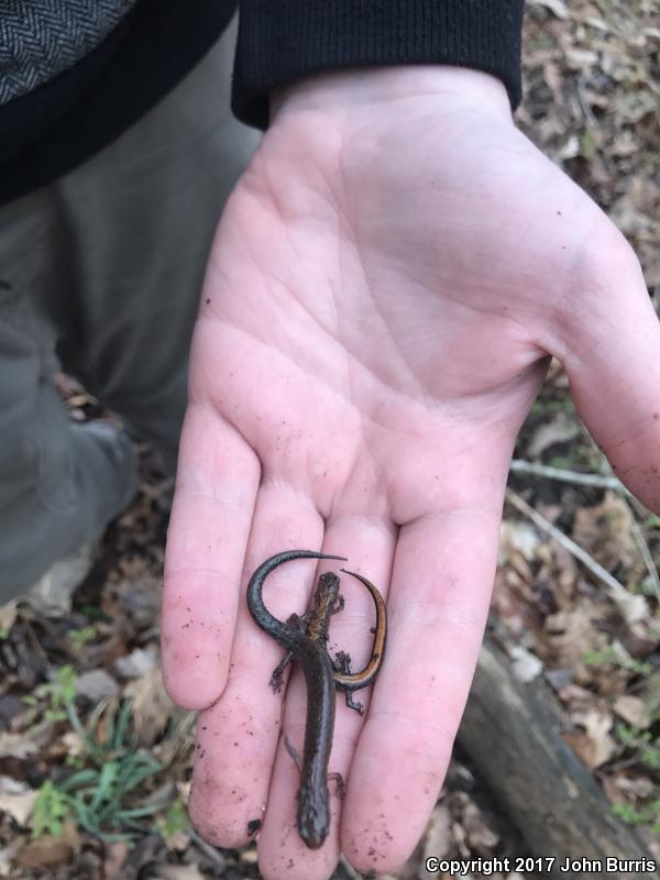 Northern Zigzag Salamander (Plethodon dorsalis)