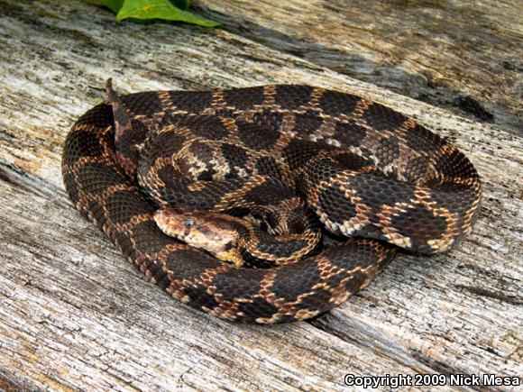 Western Foxsnake (Pantherophis vulpinus)