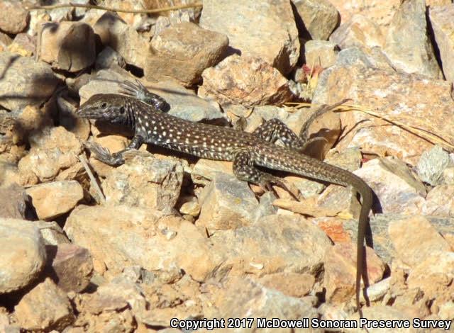 Sonoran Tiger Whiptail (Aspidoscelis tigris aethiops)