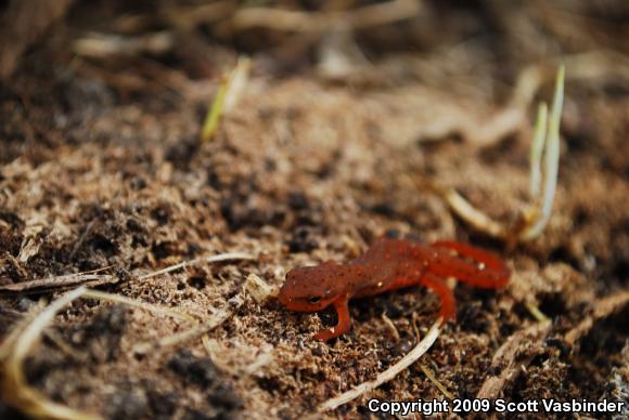 Red-Spotted Newt (Notophthalmus viridescens viridescens)