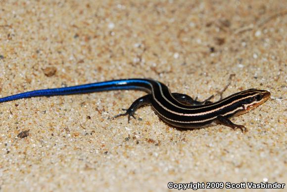 Five-lined Skink (Plestiodon fasciatus)