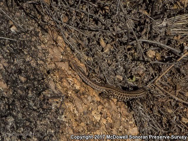 Sonoran Tiger Whiptail (Aspidoscelis tigris aethiops)