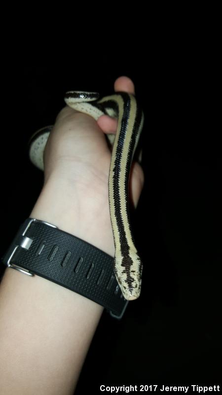 Mexican Rosy Boa (Lichanura trivirgata trivirgata)