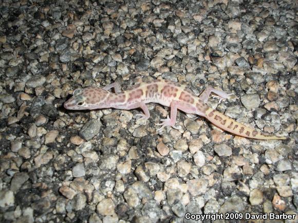 Desert Banded Gecko (Coleonyx variegatus variegatus)