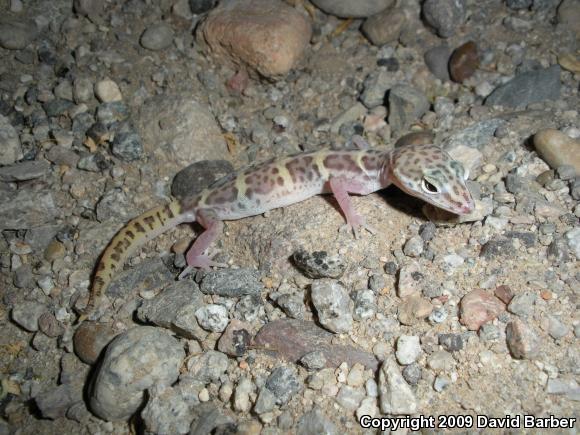 Desert Banded Gecko (Coleonyx variegatus variegatus)