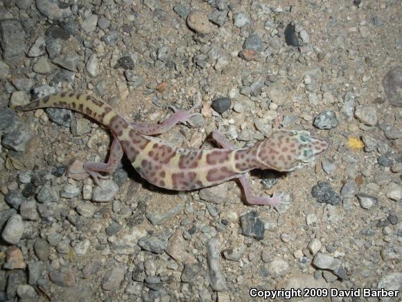 Desert Banded Gecko (Coleonyx variegatus variegatus)