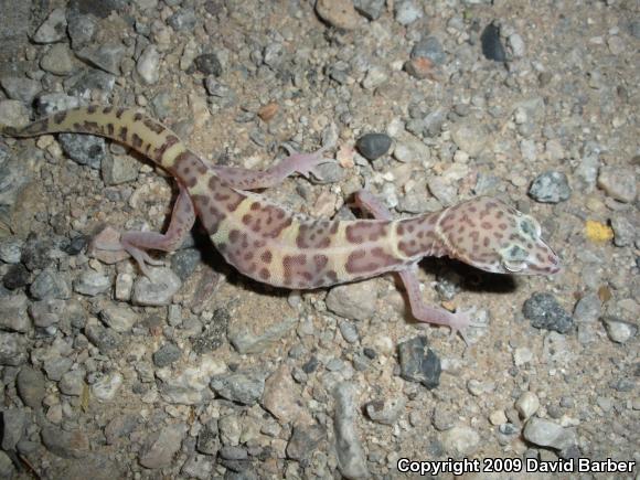 Desert Banded Gecko (Coleonyx variegatus variegatus)