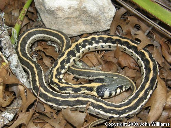 Eastern Black-necked Gartersnake (Thamnophis cyrtopsis ocellatus)