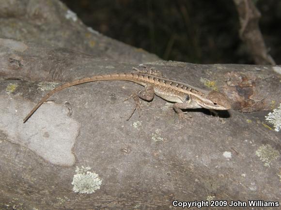 Texas Rose-bellied Lizard (Sceloporus variabilis marmoratus)