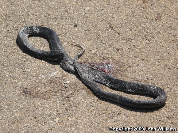 Texas Indigo Snake (Drymarchon melanurus erebennus)