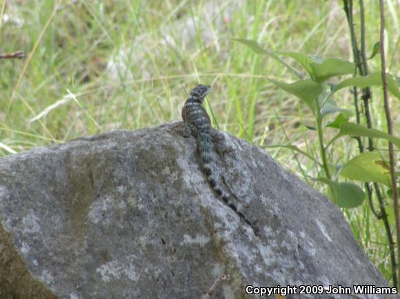 Crevice Spiny Lizard (Sceloporus poinsettii)