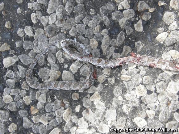 Northern Plains Rat Snake (Pantherophis emoryi emoryi)