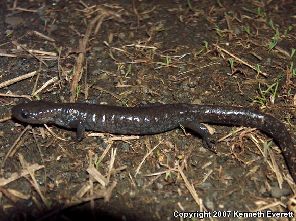 Jefferson Salamander (Ambystoma jeffersonianum)